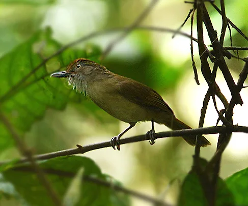 巴拉望树鹛(Malacopteron palawanense)