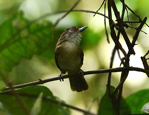 巴拉望树鹛(Malacopteron palawanense)