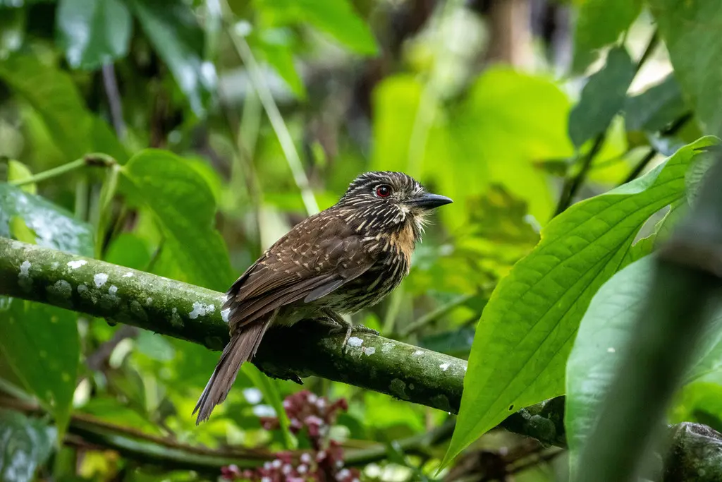 黑纹蓬头䴕(Malacoptila fulvogularis)