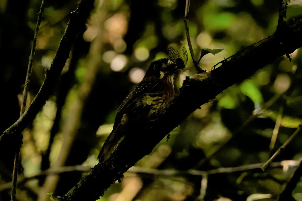 须蓬头䴕(Malacoptila mystacalis)