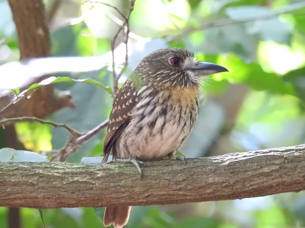 白须蓬头䴕(Malacoptila panamensis)