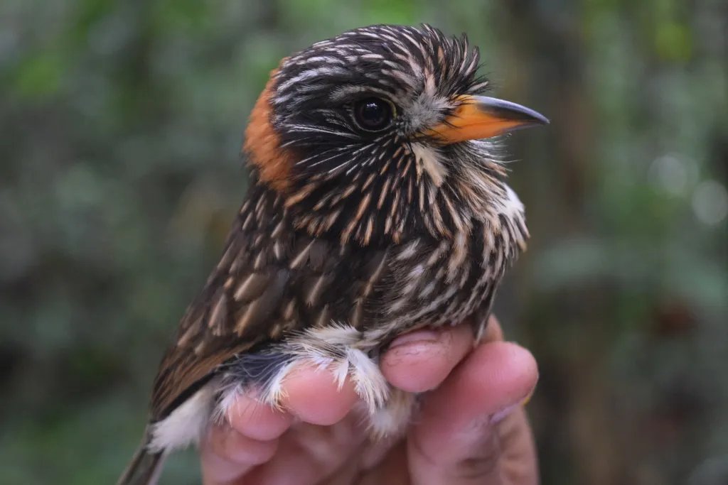 半领蓬头䴕(Malacoptila semicincta)