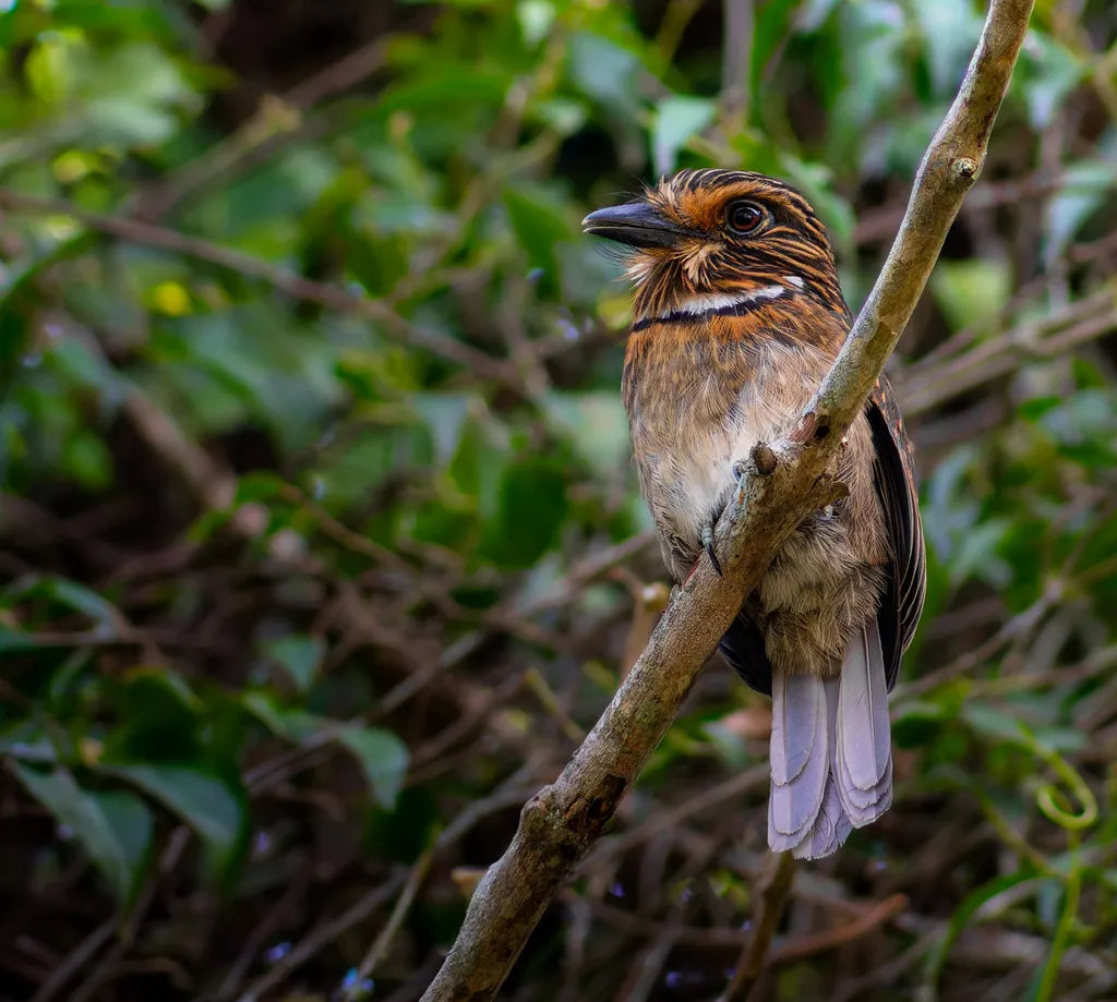 月胸蓬头䴕(Malacoptila striata)