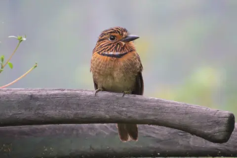 月胸蓬头䴕