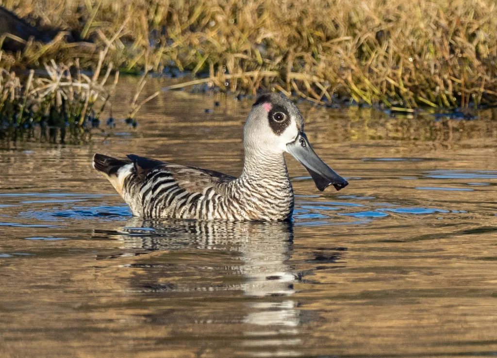 红耳鸭(Malacorhynchus membranaceus)