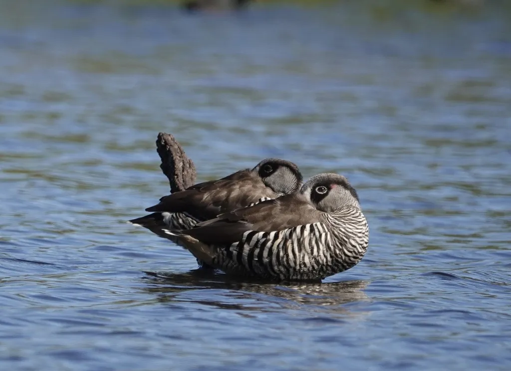 红耳鸭(Malacorhynchus membranaceus)