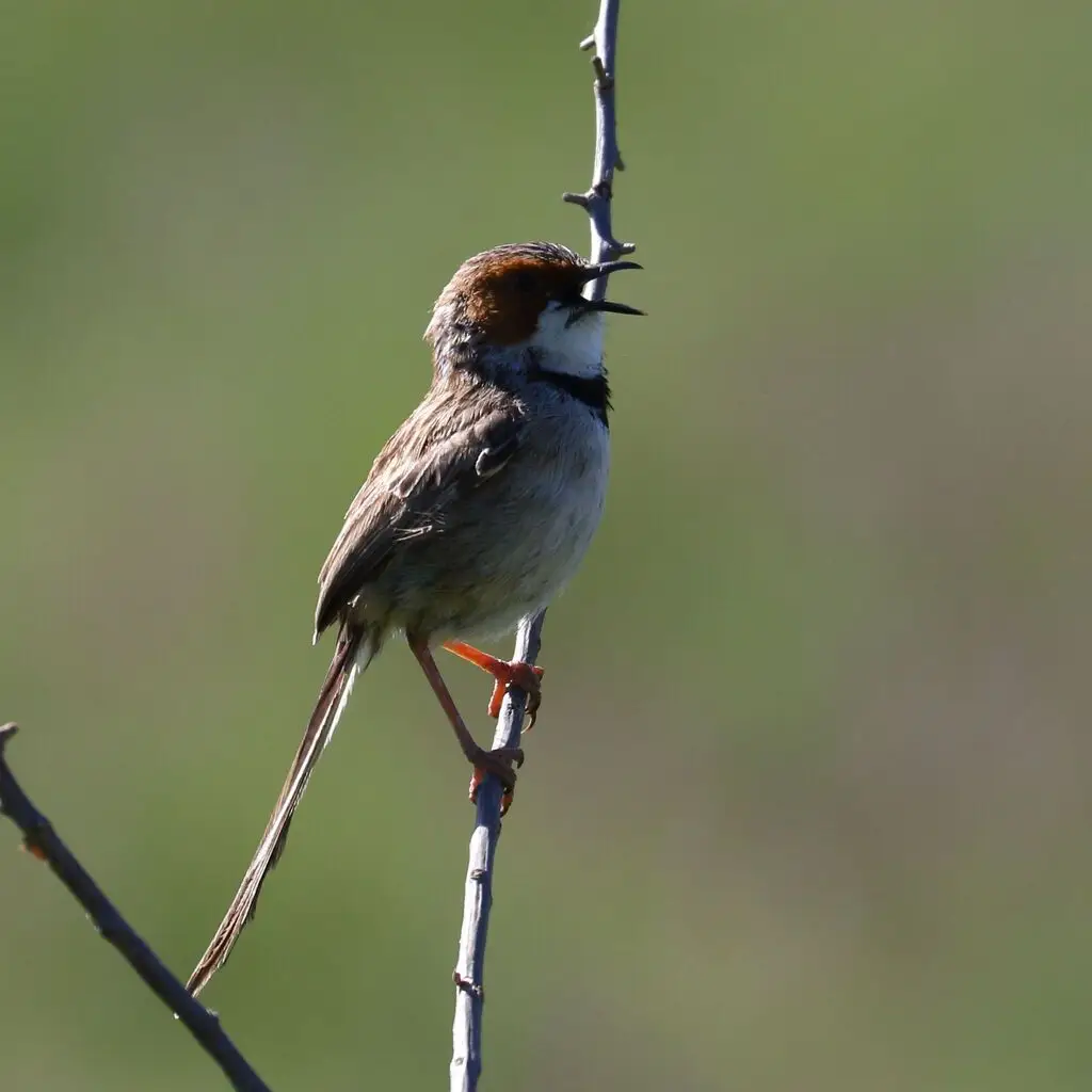 棕耳鹪莺(Malcorus pectoralis)