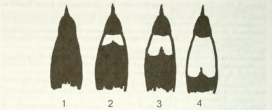 黑喉精织雀(Malimbus cassini)