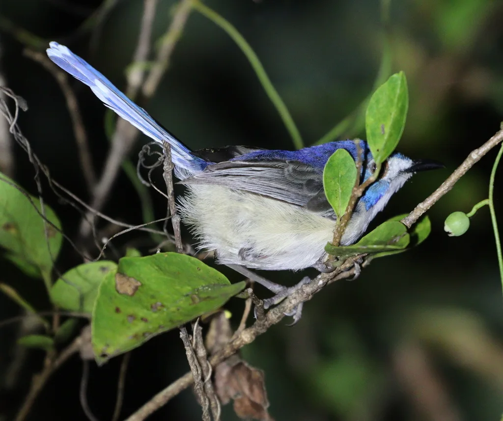 娇美细尾鹩莺(Malurus amabilis)