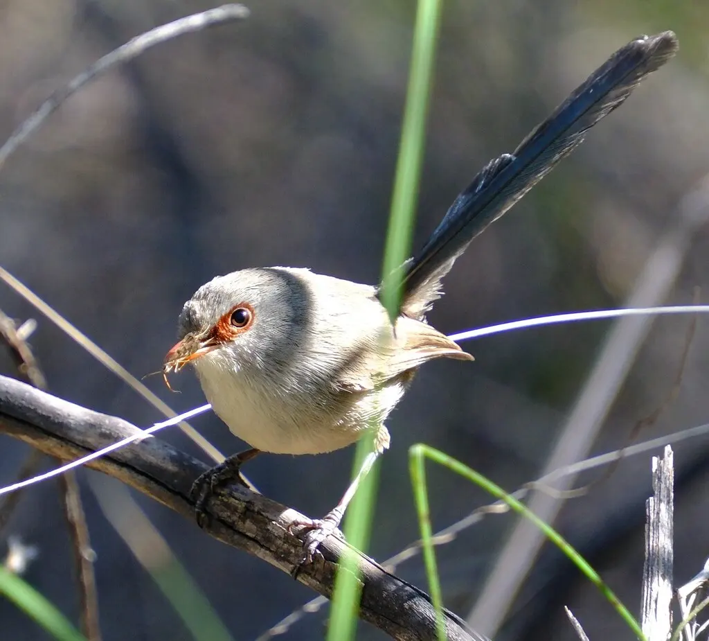 紫背细尾鹩莺(Malurus assimilis)