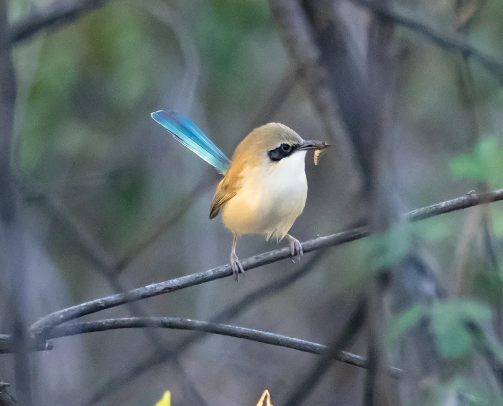 紫冠细尾鹩莺(Malurus coronatus)