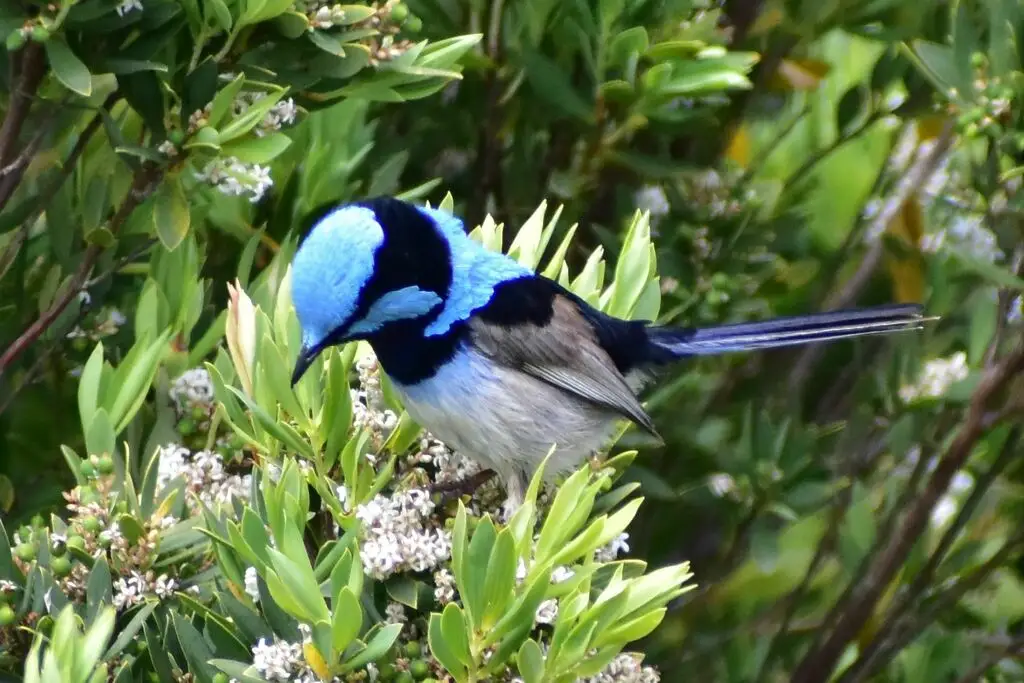华丽细尾鹩莺(Malurus cyaneus)