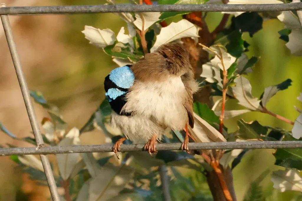 华丽细尾鹩莺(Malurus cyaneus)