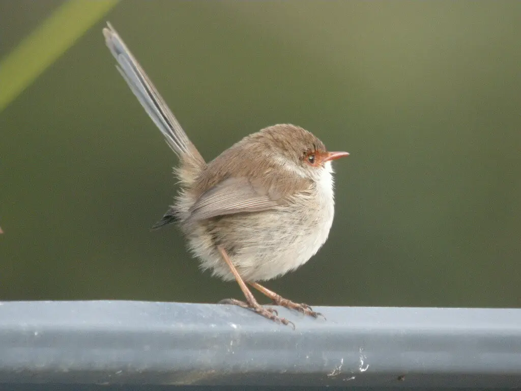 华丽细尾鹩莺(Malurus cyaneus)
