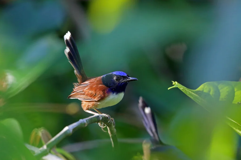 蓝细尾鹩莺(Malurus cyanocephalus)