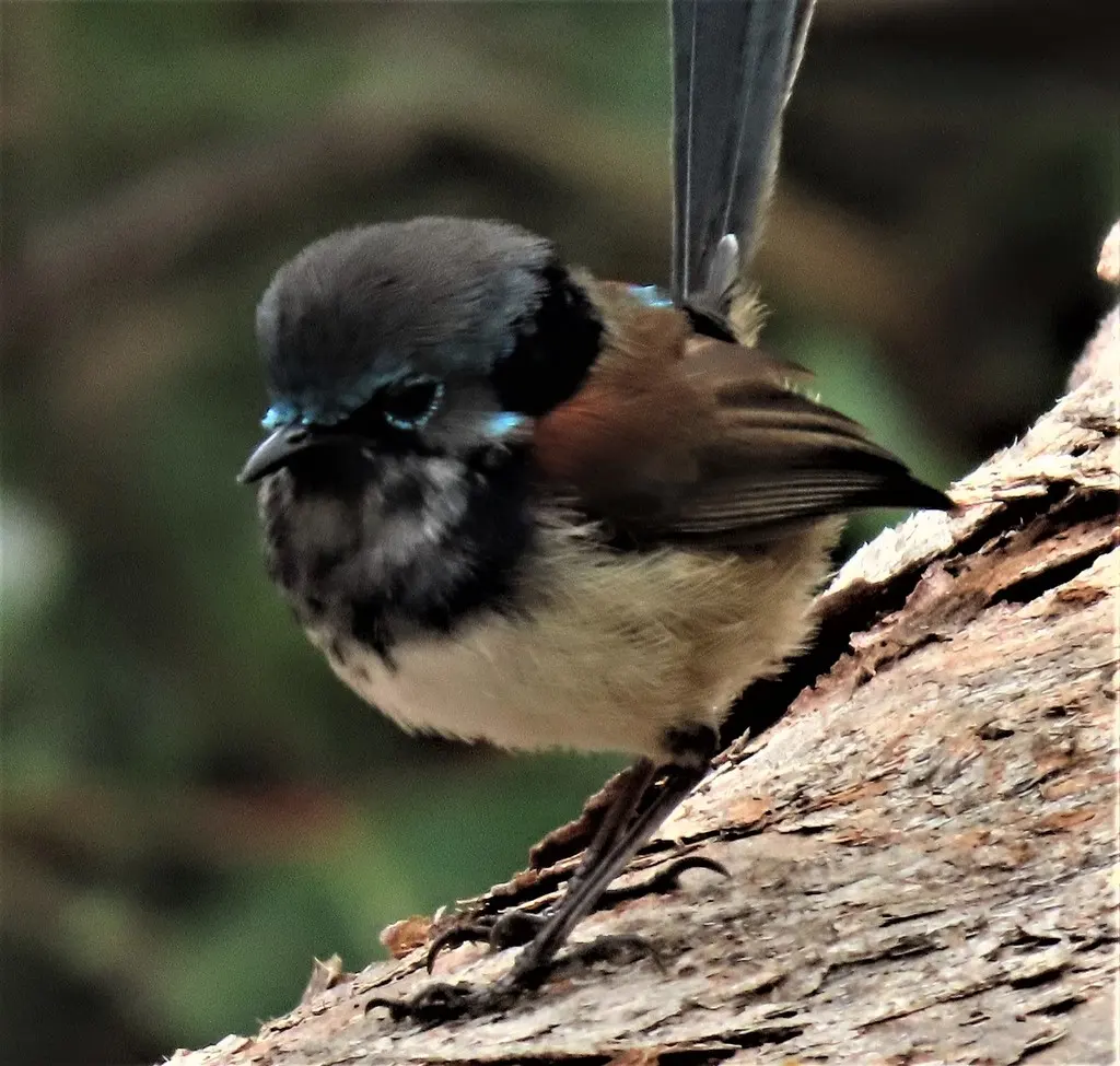红翅细尾鹩莺(Malurus elegans)