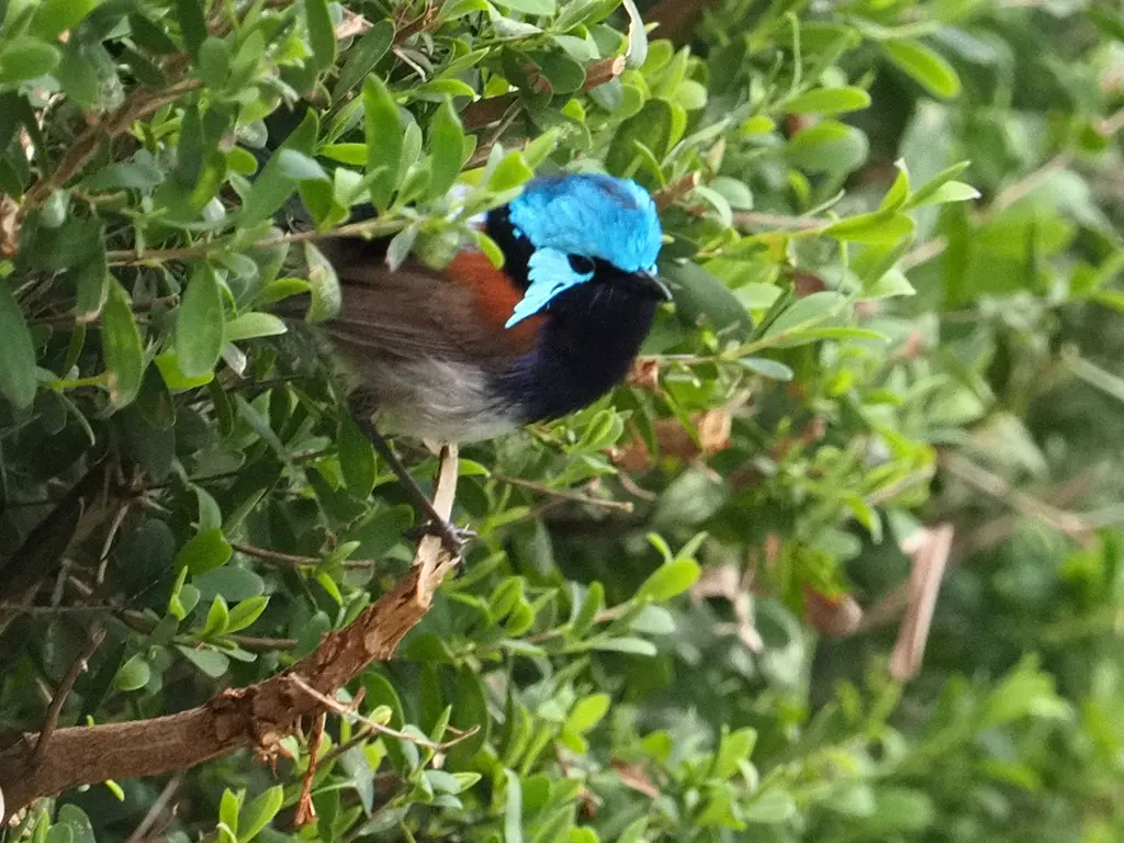 红翅细尾鹩莺(Malurus elegans)