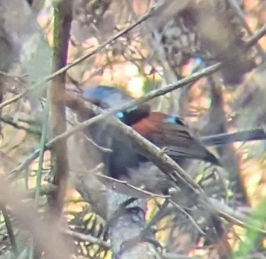 红翅细尾鹩莺(Malurus elegans)