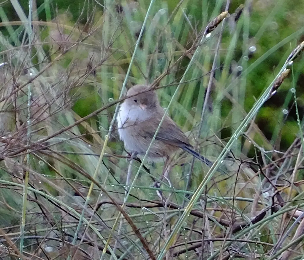 蓝白细尾鹩莺(Malurus leucopterus)