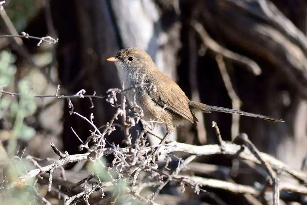 蓝白细尾鹩莺(Malurus leucopterus)