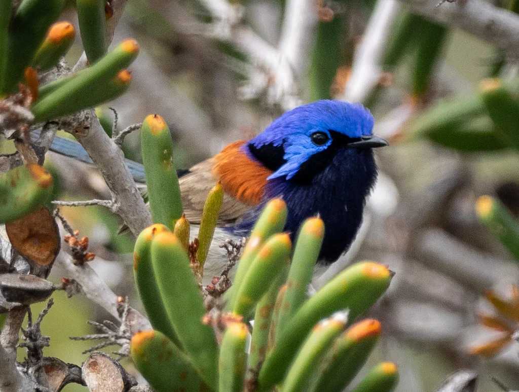 蓝胸细尾鹩莺(Malurus pulcherrimus)