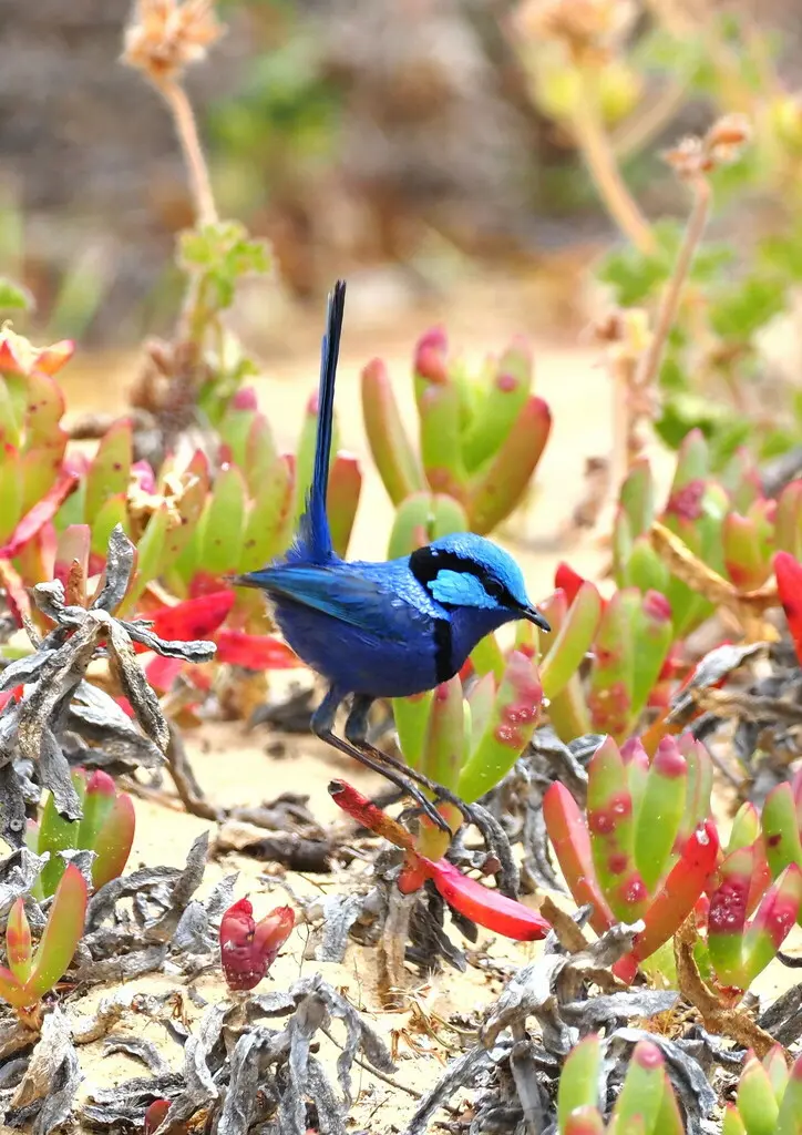 辉蓝细尾鹩莺(Malurus splendens)