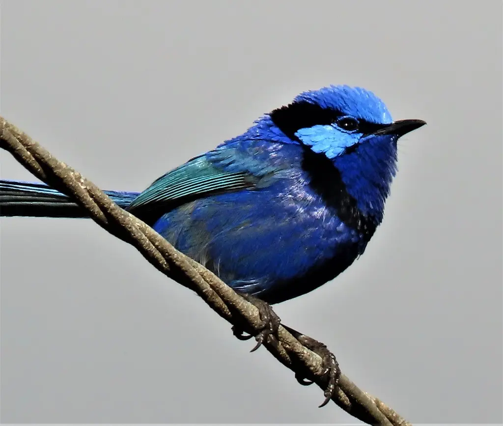 辉蓝细尾鹩莺(Malurus splendens)