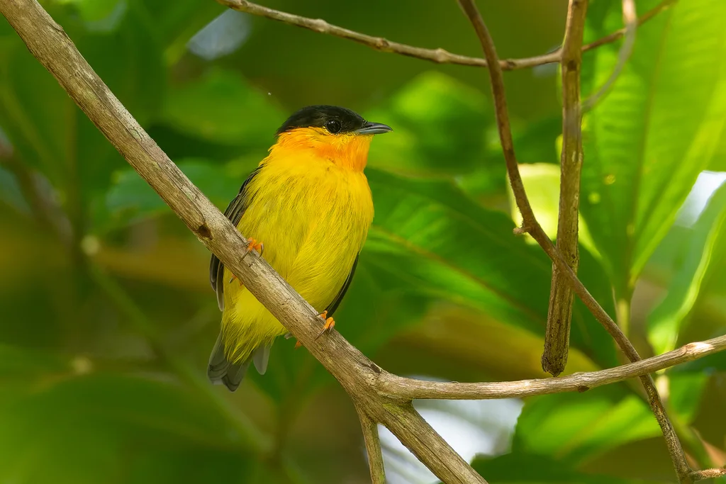 橙领娇鹟(Manacus aurantiacus)