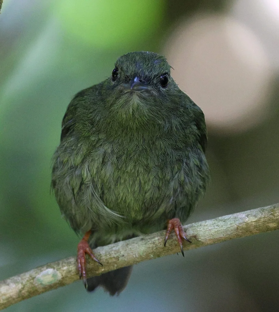 白须娇鹟(Manacus manacus)