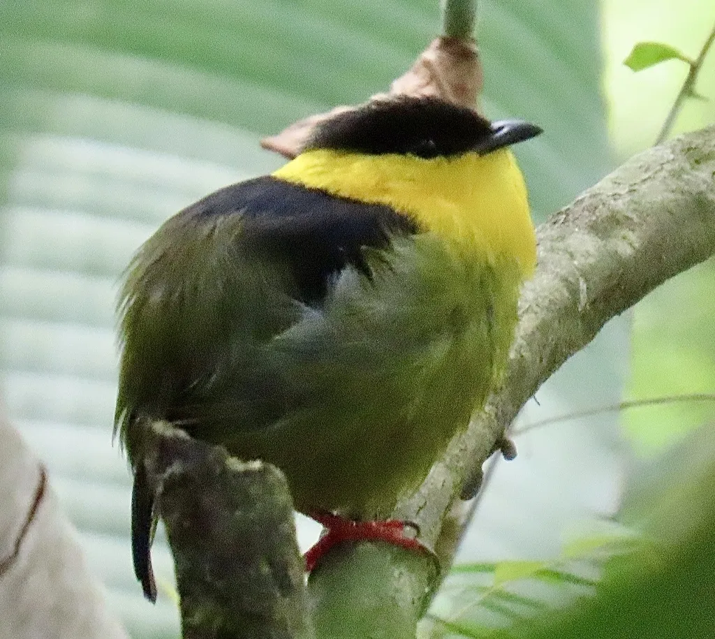 金领娇鹟(Manacus vitellinus)