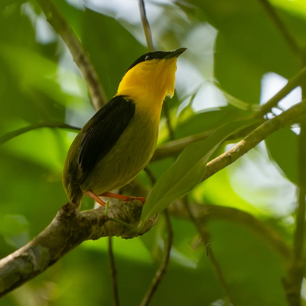 金领娇鹟(Manacus vitellinus)