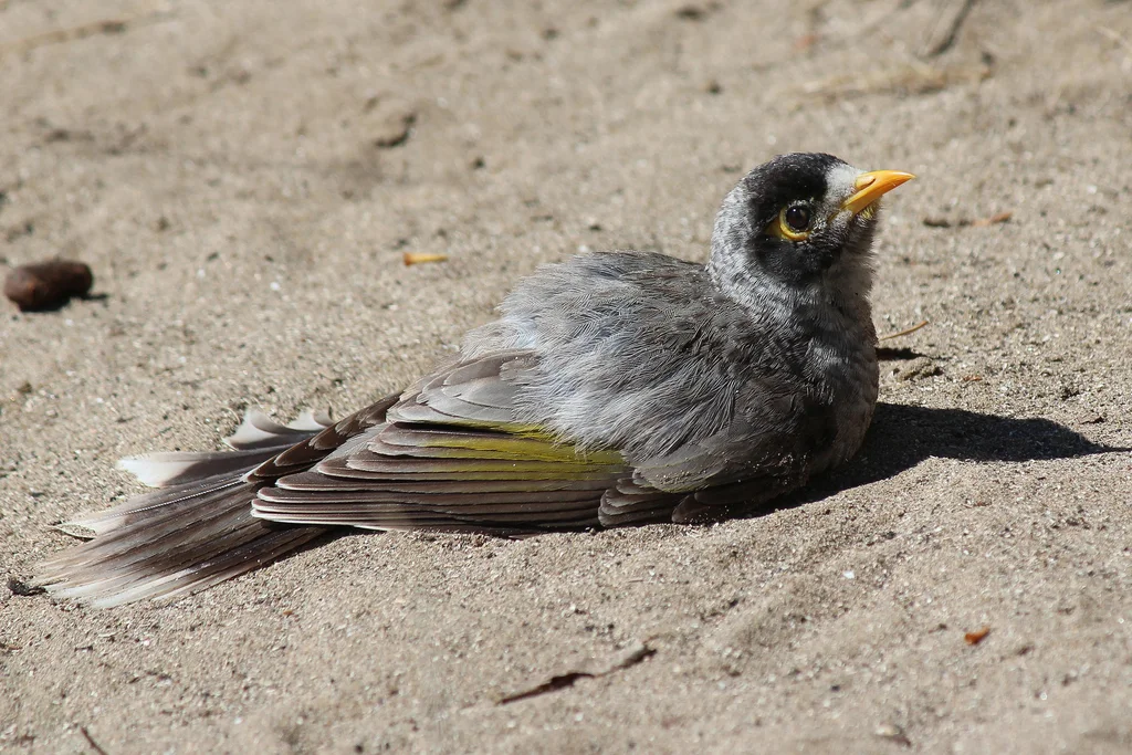 黑额矿吸蜜鸟(Manorina melanocephala)