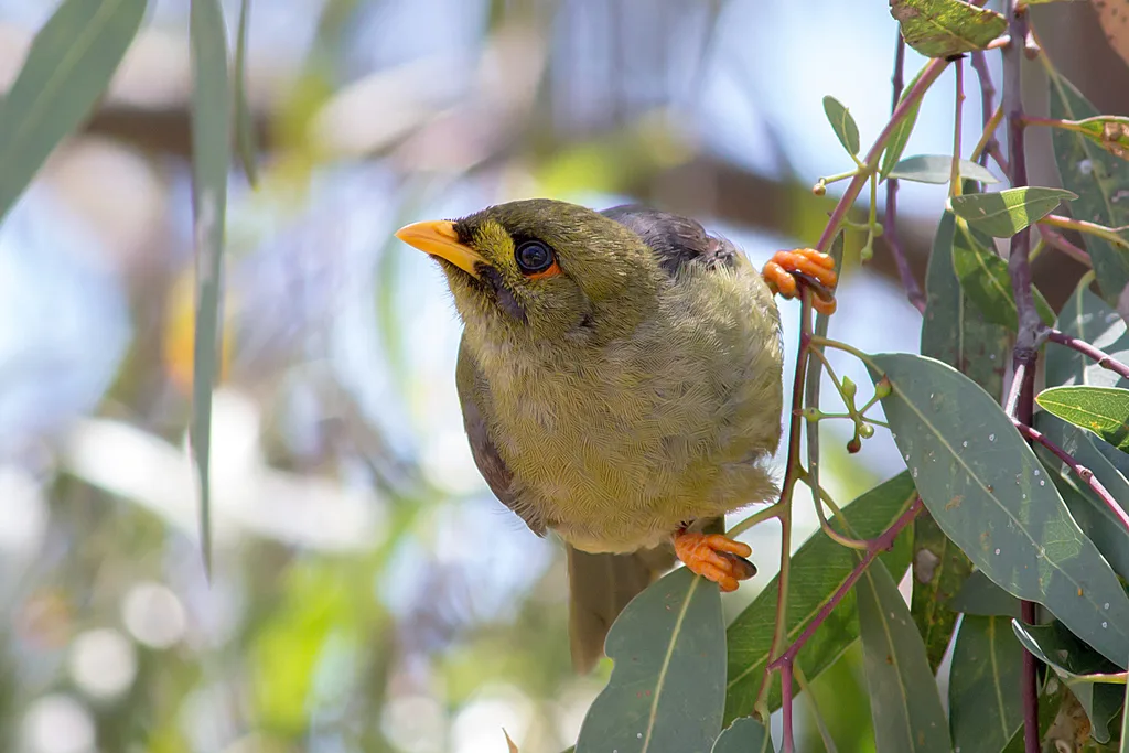 矿吸蜜鸟(Manorina melanophrys)