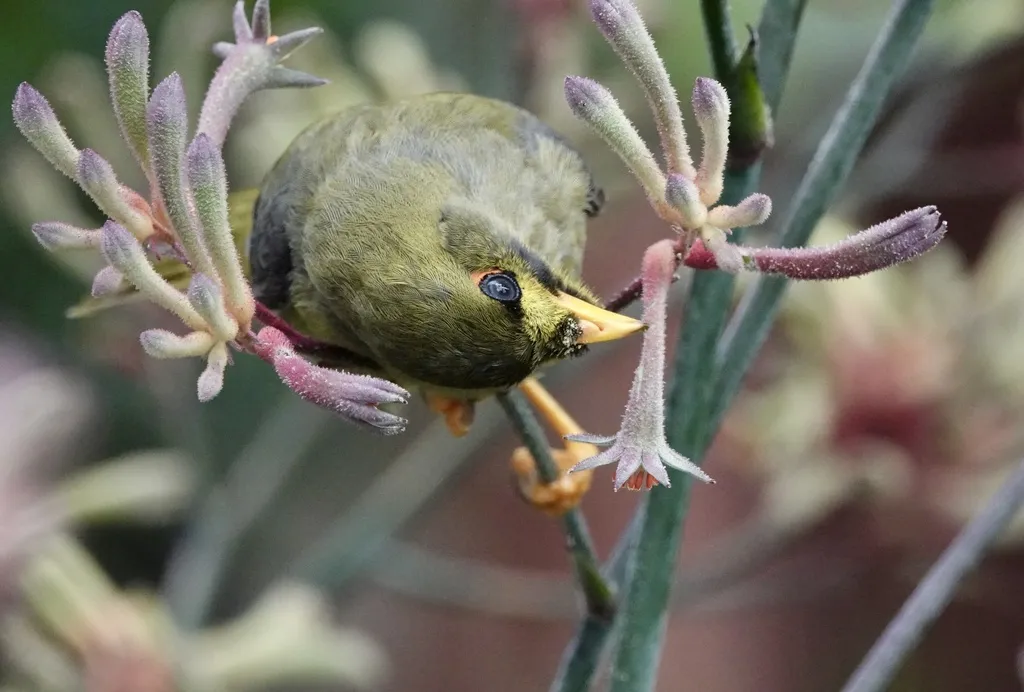 矿吸蜜鸟(Manorina melanophrys)