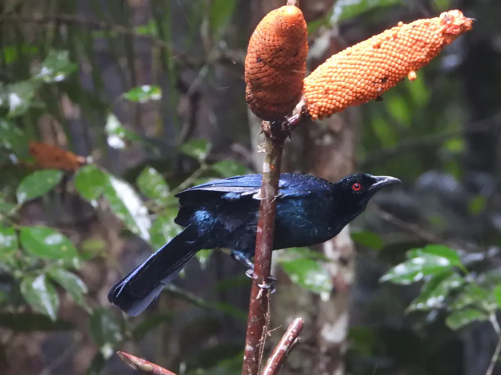 黑辉极乐鸟(Manucodia ater)