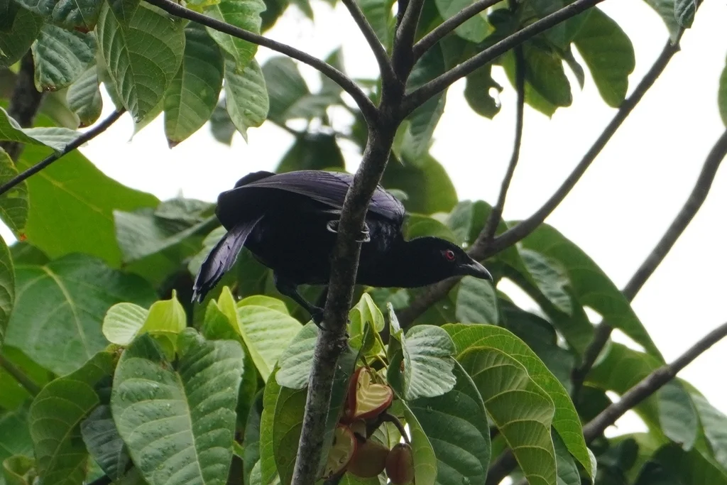 黑辉极乐鸟(Manucodia ater)