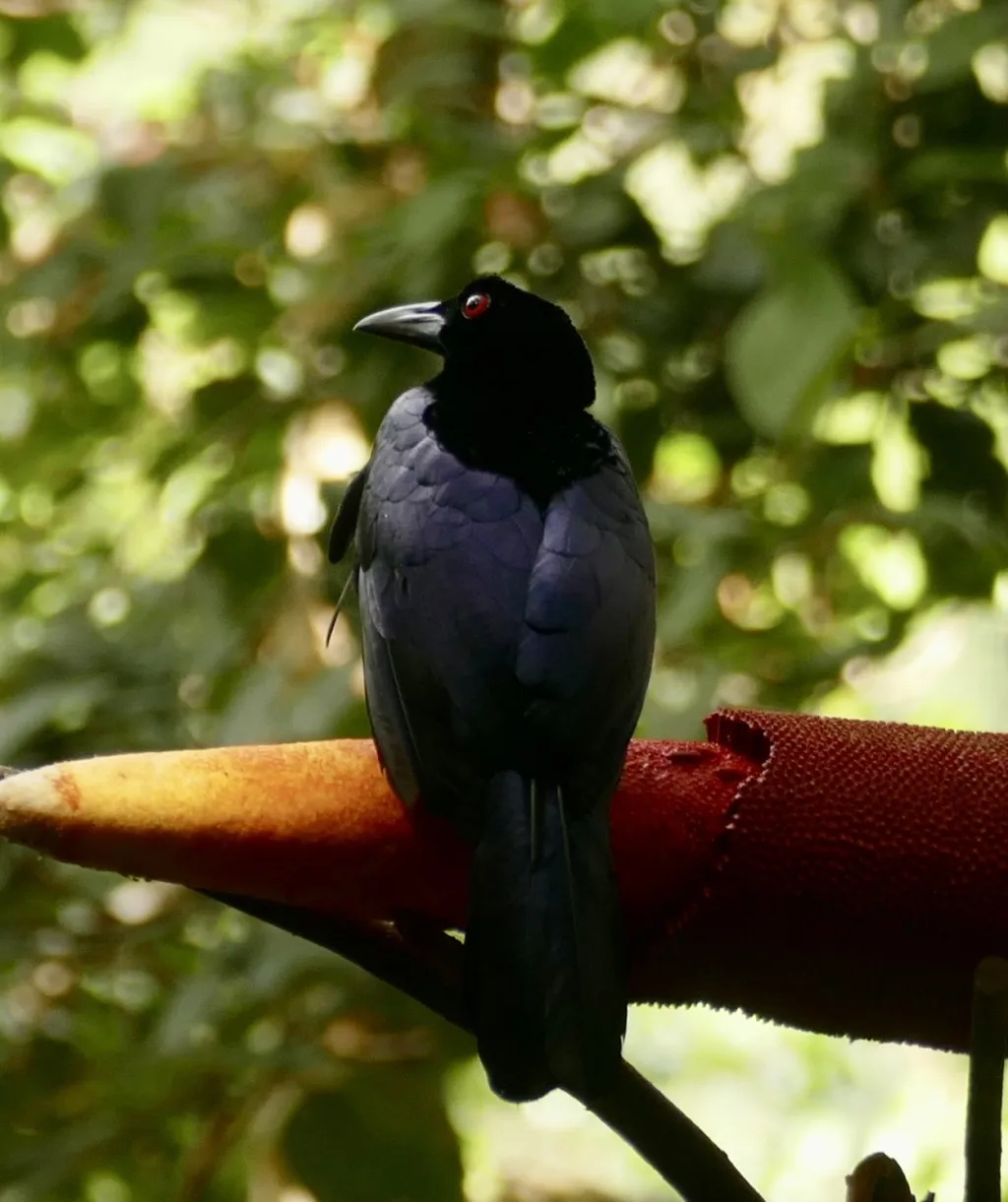 绿胸辉极乐鸟(Manucodia chalybatus)