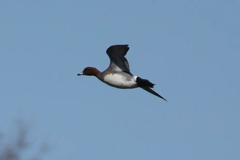 赤颈鸭(Mareca penelope)