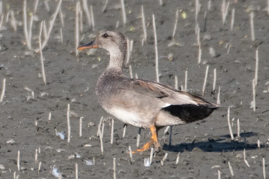 赤膀鸭(Mareca strepera)