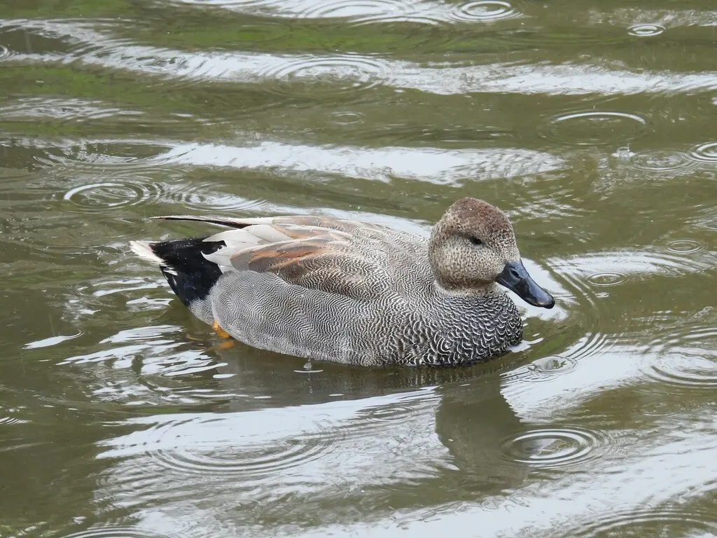 赤膀鸭(Mareca strepera)