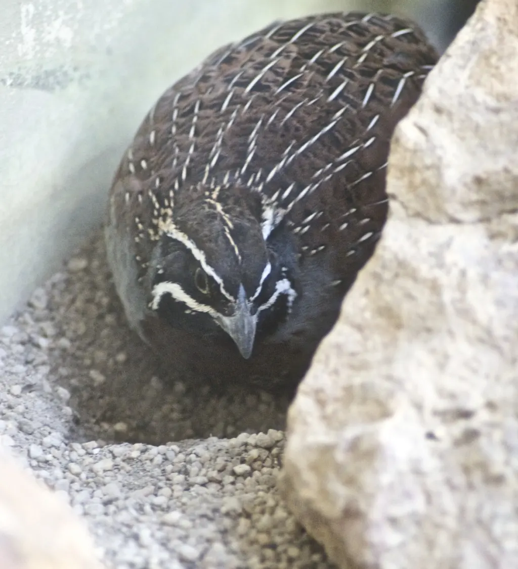 马岛鹑(Margaroperdix madagarensis)
