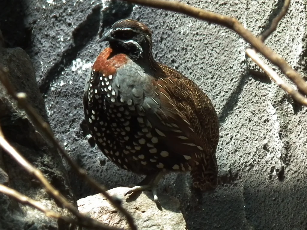 马岛鹑(Margaroperdix madagarensis)