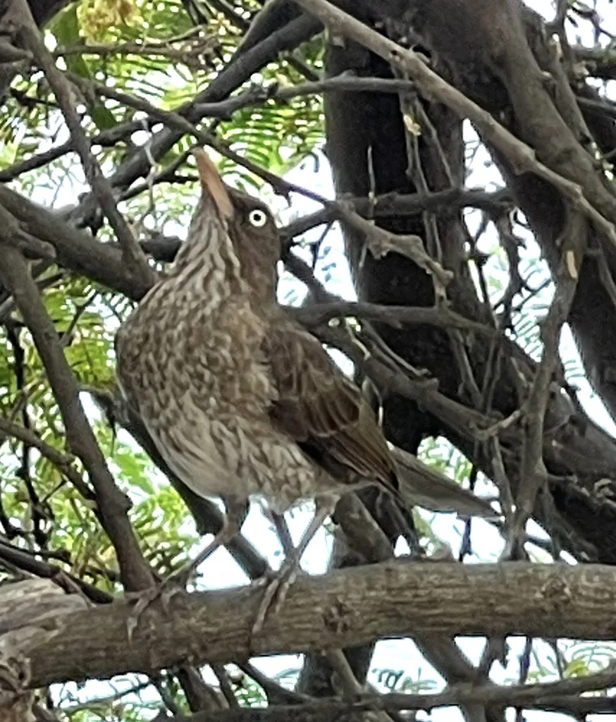 珠眼嘲鸫(Margarops fuscatus)