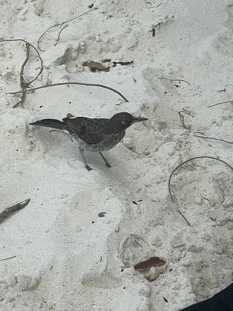 珠眼嘲鸫(Margarops fuscatus)
