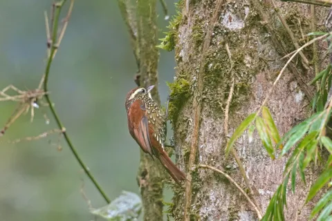 鳞斑爬树雀