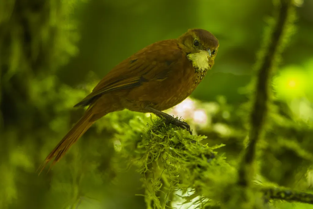 黄斑爬树雀(Margarornis stellatus)