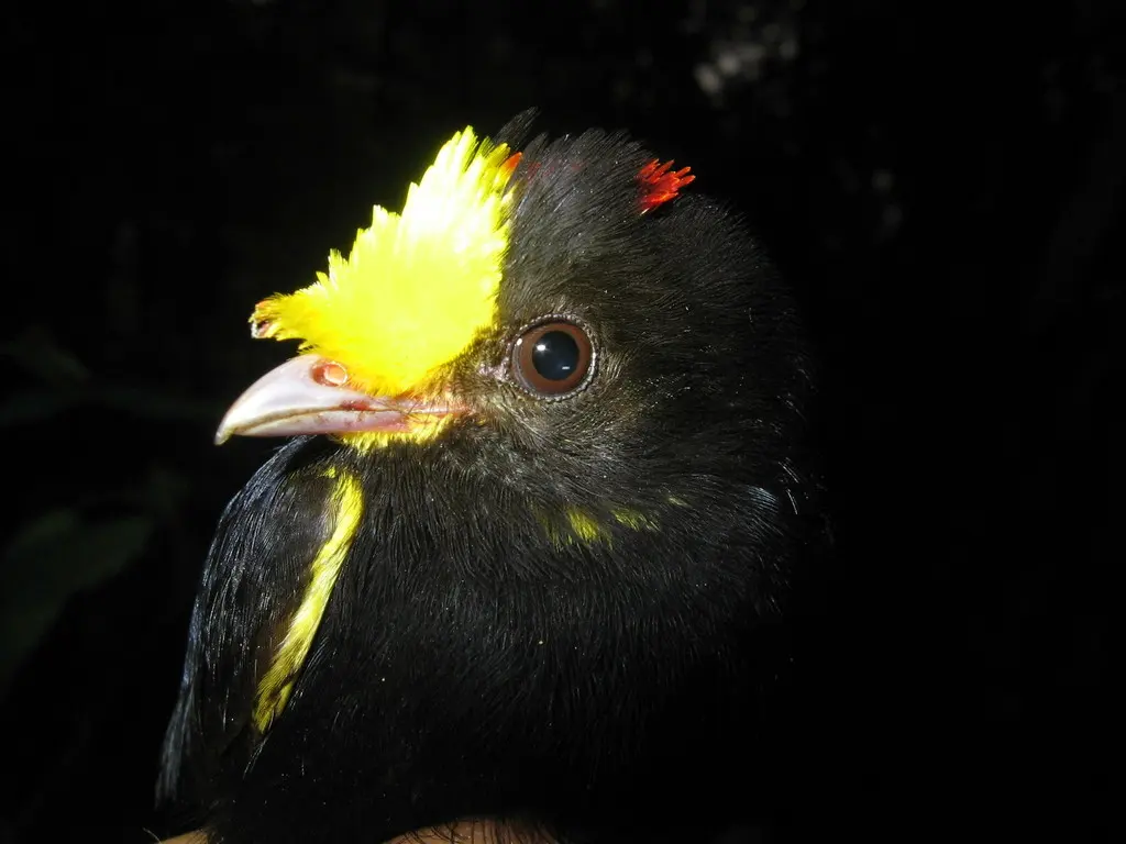 金翅娇鹟(Masius chrysopterus)