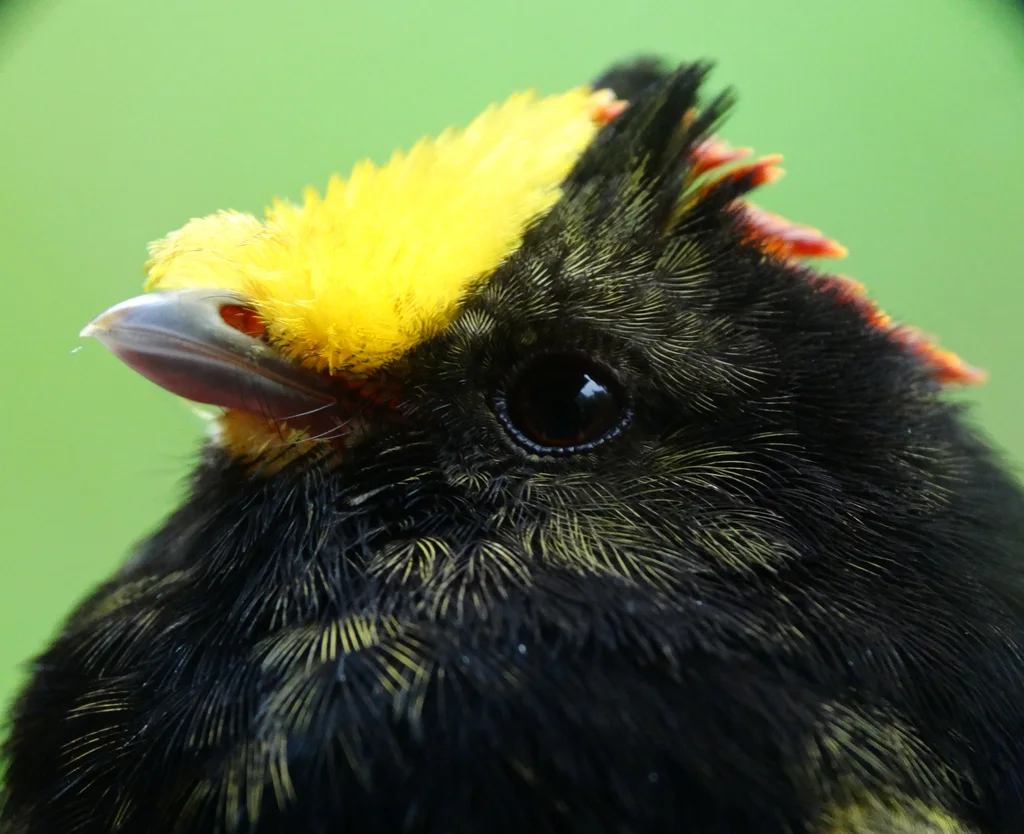金翅娇鹟(Masius chrysopterus)