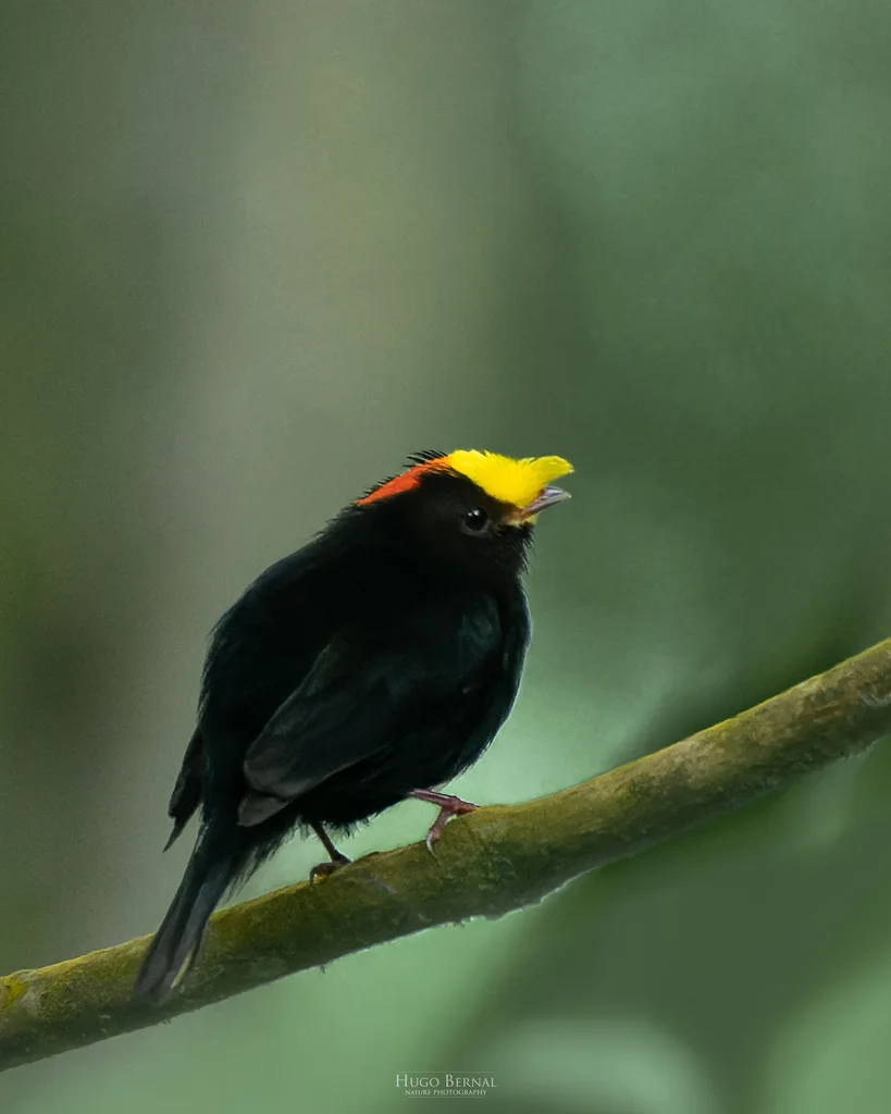 金翅娇鹟(Masius chrysopterus)