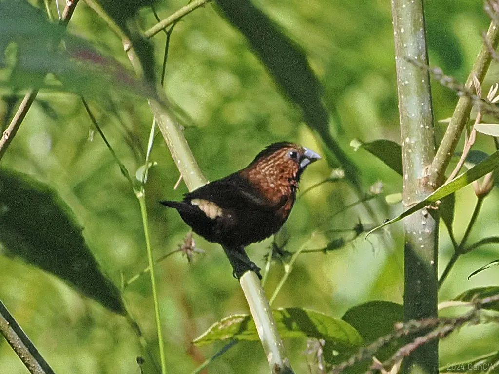 纹头文鸟(Mayrimunia tristissima)